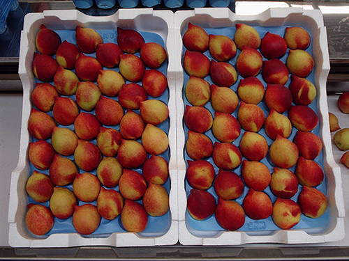 Embalagem fruta de caroço dacolheita termotecnica