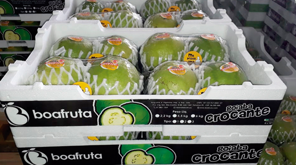 embalagem da colheita transporte de goiaba