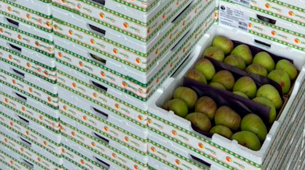 embalagem fruta figo exportação dacolheita termotecnica