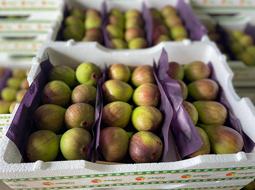 embalagem transporte exportação de figo termotecnica dacolheita